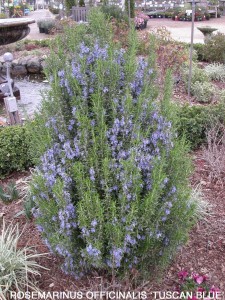 Rosmarinus officinalis 'Tuscan Blue' 1